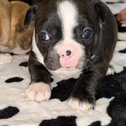 Black Brindle Girl - Black brindle and white female Boston Terrier puppy in Charlotte, Michigan from Blue Diamond Danes