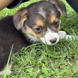 Pembroke Welsh Corgi Puppies from Sherwood Acres Pembrokes