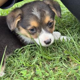 Pembroke Welsh Corgi Puppies from Sherwood Acres Pembrokes