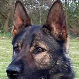 German Shepherds and Rottweilers from El Dorado