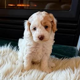 Chanel - Caramel cream female Australian Labradoodle puppy in Aurora, Oregon from Divine Poodles