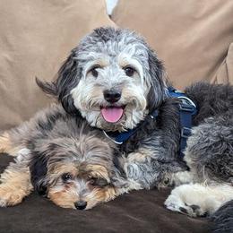 Aussiedoodle and Australian Shepherd Puppies from Junipersdoodles
