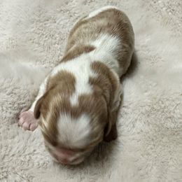 Boy 1 - Blenheim male Cavalier King Charles Spaniel puppy in Marshall, Arkansas from Kate’s Cavaliers