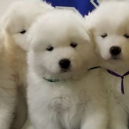 Samoyeds from WALA Samoyed