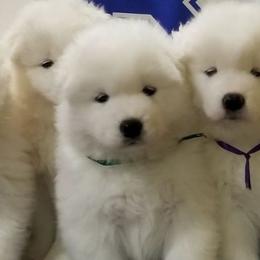 Samoyeds from WALA Samoyed