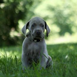 Weimaraner Puppies from Twelve Acre Wood Weimaraners