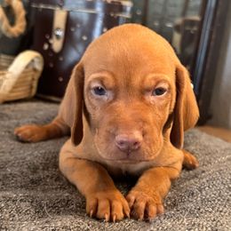 Miss Light Blue - Golden rust female Vizsla puppy in Agua Dulce, California from Waterfall Ranch Hungarian Vizslas