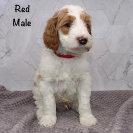 Red - Parti male Goldendoodle puppy in Maryville, Tennessee from Twin City Doodles