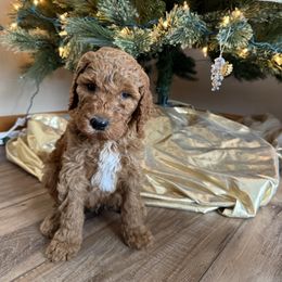 Green - Red  male Goldendoodle puppy in Rockford, Ohio from 419 Goldendoodles