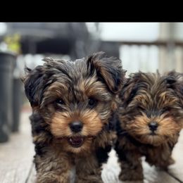 Yorkshire Terrier Puppies from Yorkies of Escondido
