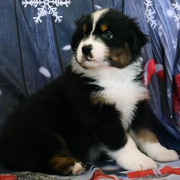 Black tri boy 2 (Scout x Blake) - Black tri-color male Australian Shepherd puppy in Nuevo, California from Old West Australian Shepherds