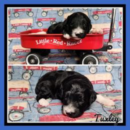 Tuxly - Black and white male Schnoodle puppy in Lebanon, Missouri from Cedar Glades Canines