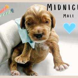 Midnight - Red  male Goldendoodle puppy in Hilton, New York from The House of Goldendoodle