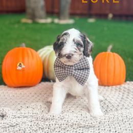 Luke - Parti male Goldendoodle puppy in Dallas County, Texas from Dream A Little Doodle