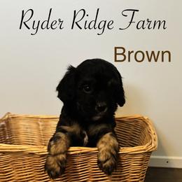 Brown - Black and tan male Cavapoo puppy in White Sulphur Springs, West Virginia from Ryder Ridge Farm
