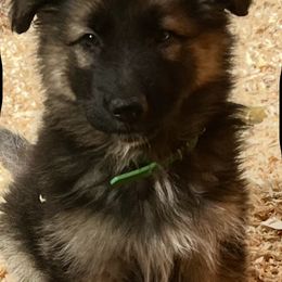 Obi-Wan Kenobi - Black and tan male German Shepherd puppy in Yuba City, California from Barton’s German Shepherds