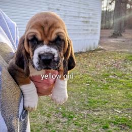 Yellow girl - Black brown and white female Basset Hound puppy in Converse, Louisiana from Walkers Catuna Bassett Hounds