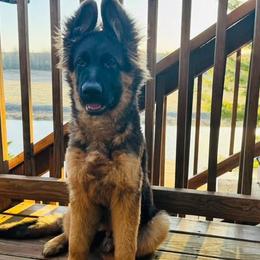German Shepherd Puppies from Sterley Shepherds