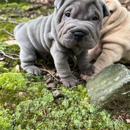 Oliver - Blue male Chinese Shar-Pei puppy in Statesville, North Carolina from Red Clay's Chinese Shar-pei