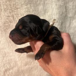 White - Black and rust female Doberman Pinscher puppy in Muskegon, Michigan from HillStone Dobermans