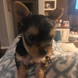 Oscar - Blue and gold male Yorkshire Terrier puppy in Hot Springs, Arkansas from Weslynn Kennels