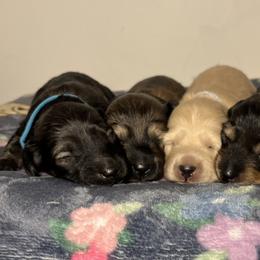 Dachshunds from Diamond B Doxies