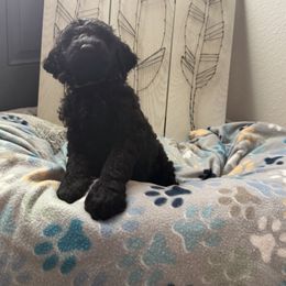 Goldendoodle Puppies from Daisy’s Doodles