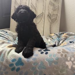 Goldendoodle Puppies from Daisy’s Doodles