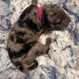 Miss Pink - Blue merle female Aussiedoodle puppy in Taylor, Missouri from Pawsitively Doodles