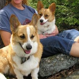 Pembroke Welsh Corgis from Diana Zipperer