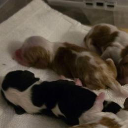 Blenheim Boy 2 - Blenheim male Cavalier King Charles Spaniel puppy in Meridian, Idaho from Reflection Cavaliers