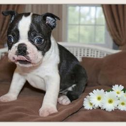 Goose - Black and white male Boston Terrier puppy in North Central, Vermont from Windy Valley’s Bostons