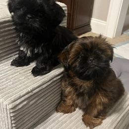 "JoJo (female) and Scout (female)" Shih Tzu Puppies from Bailey Belle Shih Tzu