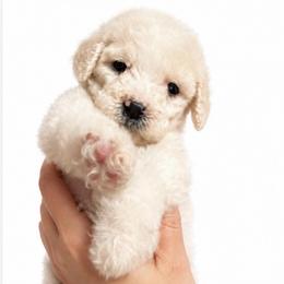 Flowers - Cream female Poodle puppy in Greenwich, New York from MizzElle’s Standard Poodles