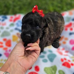 AKC Kira - Silver and gray female Bouvier des Flandres puppy in Marionville, Missouri from Sandbox Puppies