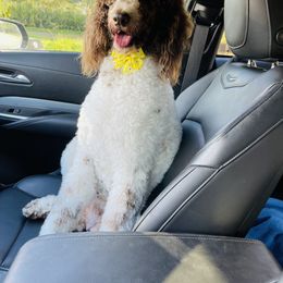 Goldendoodle Puppies from Labradoodleday