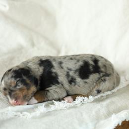 Puppy 3 - Blue merle female Australian Shepherd puppy in Avoca, Iowa from Danker Farms