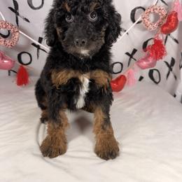 Merry - Phantom female Goldendoodle puppy in Luana, Iowa from Country View Bernedoodles and Goldendoodles