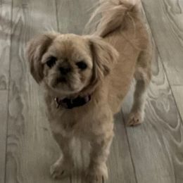 Hazel - Shih Tzu