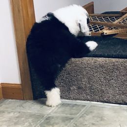 Old English Sheepdog Puppies from Bumblebears Old English Sheepdogs
