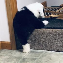 Old English Sheepdog Puppies from Bumblebears Old English Sheepdogs