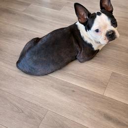 Mercy - Boston Terrier