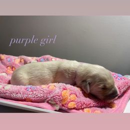 Golden Retriever Puppies from Sweeter Than Honey Golden Retrievers, LLC.