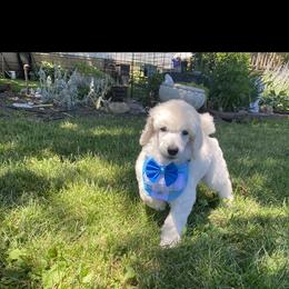 Poodle All Grown Up from Purley Poodles