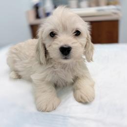 Copper cream silky wire - Cream male Dachshund puppy in Richmond, Virginia from Irresistible Dachshunds & Cavaliers