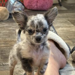 Rocky - Merle male Chihuahua puppy in Summerfield, Florida from Uey’s Chihuahuas