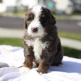 Ashanti - Merle female Bernedoodle puppy in Spanish Fork, Utah from K Brand Doodles