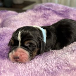 Chandler - Black tan and white male Basset Hound puppy in Richmond, Kentucky from Walters Hollow Hounds