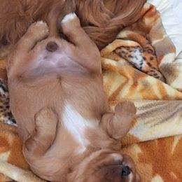 Cavalier King Charles Spaniel All Grown Up from Empress Cavaliers