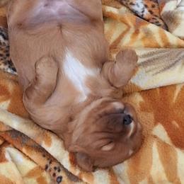 Cavalier King Charles Spaniel All Grown Up from Empress Cavaliers